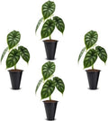 Alocasia Dragon Scale (4 Pack) Live Plant, Rare Indoor Alocasia, Elephant Ear Tropical Houseplant, Textured Foliage Plant, Starter Size Alocasia Plant,Houseplant for Home Decor and Indoor Growing by FamPlants