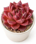 Echeveria 'Daredevil' Live Succulent Plant 3-3.5 Inch, Rare Rosette Succulent Bare Root No Pot, Easy to Grow Decorative Plant for Indoor Planters, Patio Displays, Botanical Collections by THEONEBLOOM