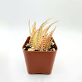 2" Live Succulent Haworthia variegata, Easy Care by FleshyFlora