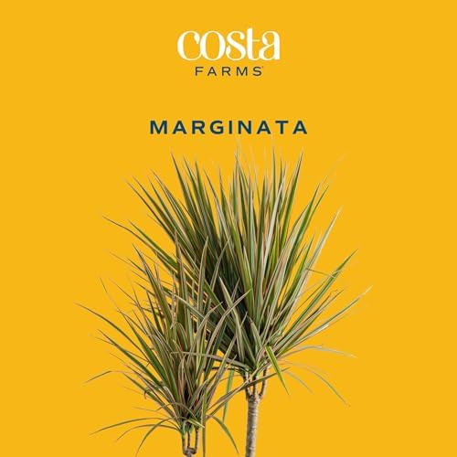 Costa Farms Dracaena Marginata Magenta Madagascar Dragon Tree Live Indoor Plant, 3 to 4-Feet Tall, Potted in Grower's Pot - Image 3