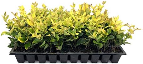 Ligustrum Japonicum 'Howardi' - 10 Live Plants - Evergreen Privacy Hedge Yellow Tip Shrub by FloridaFoliage