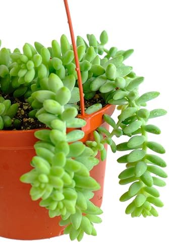 Shop Succulents Burro's Tail Hanging Succulent, Sedum morganianum, Fully Rooted Live 6" Succulent Plant with Hanger, Low Maintenance Indoor Plant, Trailing Succulents, Gift & Garden - Image 2