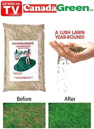 Canada Green Grass Lawn Seed - Grows Healthy Rich Green Grass Lawn Seed Plants Yard Garden 2 Pound Bag - Image 2