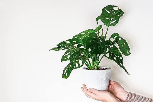 American Plant Exchange Monstera Adansonii – Live 4-Inch Pot Swiss Cheese Vine Plant, Small Easy-Care Trailing Houseplant, Low-Maintenance Air Purifying Plant for Home, Office & Garden Décor - Image 3