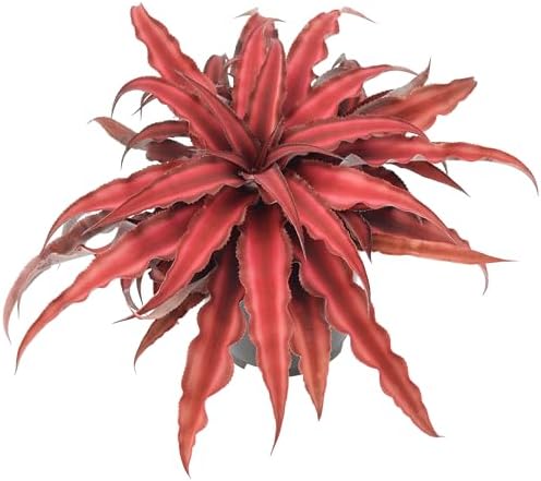 Cryptanthus Super Red Earth Star Live Indoor Plant in 4 in. Plastic Grower Pot **8*Cannot Ship to California and Hawaii** by Unknown