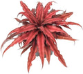 Cryptanthus Super Red Earth Star Live Indoor Plant in 4 in. Plastic Grower Pot **8*Cannot Ship to California and Hawaii** by Unknown