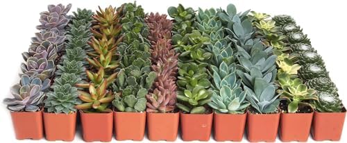Shop Succulents Assorted Succulent Plant Pack Collection - Live Mini Succulent Plants, Low Maintenance, Mixture of Colors & Textures - Wedding and Party Favors, Gift & Garden, Pack of 100 - Image 2