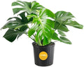 Costa Farms Monstera, Live Indoor Plant, Tropical Plant, Home Decor by Unknown