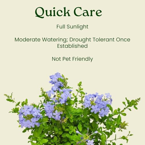 Plumbago Plant Imperial Blue - Live Flowering Plant - Overall Height 20" to 24", 3 Gallon Pot - Tropical Plants of Florida - Image 6