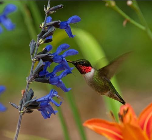 Black and Blue Salvia Guaranitica – Live Perennial Plant 3" Pot – Hummingbirds - Image 2