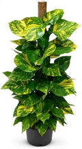 Golden Pothos Totem Pole Live Plant, 4 Ft Variegated Indoor Houseplant by NYCitySucculents