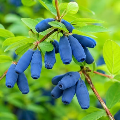 Tundra Honeyberry (Haskap) Shrub - 6-12" Tall Live Plant by Unknown
