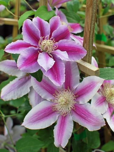 Perennial Farm Clematis 'Dr. Ruppel' Hybrid – Live Flowering Vine in 4 Quart Container, Large Rose-Pink Blooms with Deep Pink Stripes, Long Blooming, Ideal for Trellises, Arbors & Garden Fences - Image 4