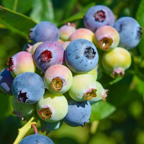 Blueberry Plant Legacy Live for Sale (4 Pack) | Easy to Grow Plants | Edible Fruit Plant for Sustainable Living | Grow Your own Food on Your Edible Organic Garden| Live for Planting| No Seeds - Image 2