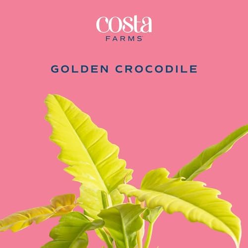 Costa Farms Golden Crocodile Philodendron, Live Indoor Tropical Plant - Image 3