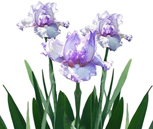 Easy to Grow Bearded Iris Earl of Essex 3 Plant Bulbs - Purple & White Flowers Spring to Fall, Full Sun Low Maintenance Zones 3-10 by EasytoGrow