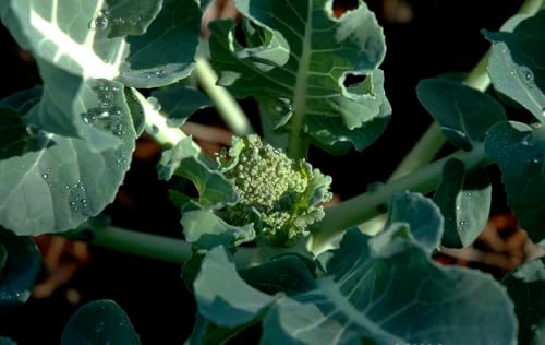 Cauliflower Live Plant, 4 to 6 Inches Tall, Ready for Garden Planting, Pack of 3 - Image 2