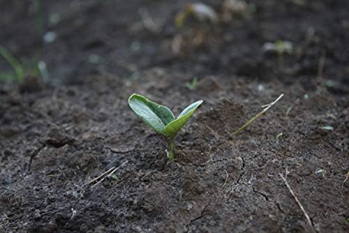 Dark Green Zucchini Squash Seeds,50 Count COOL BEANS N SPROUTS Brand. Heirloom. Non-GMO. Home Gardening. - Image 2