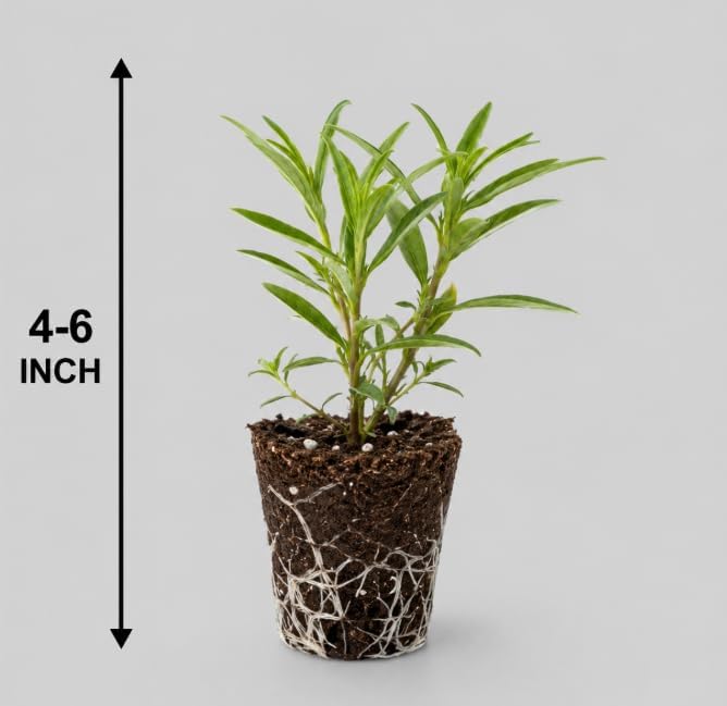 2 Purple Milkweed Live Plants, Colorful Perennial Garden Plants for Outdoor Garden 4-6 Inch Tall - Image 3