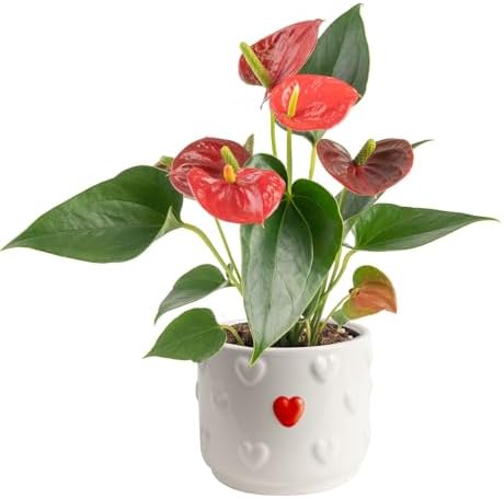 Costa Farms Anthurium, Live Indoor Plant, Easy Care, Home Decor by Unknown