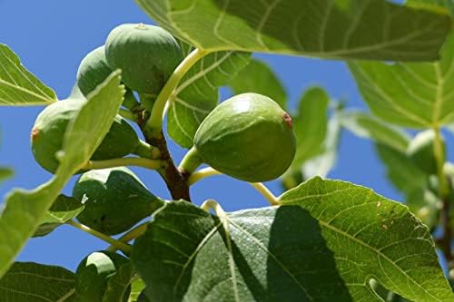 Greenwood Nursery: Live Trees - Fignomenal Dwarf Fig Tree + Ficus carica - [Qty: 10x 3.5 Pots] - (Click for Other Available Plants/Quantities) by GreenwoodNursery