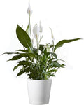 American Plant Exchange Peace Lily Live Spathiphyllum Plant, 6-Inch by AmericanPlantExchange