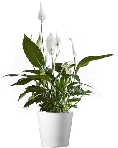 American Plant Exchange Peace Lily Live Spathiphyllum Plant, 6-Inch by AmericanPlantExchange