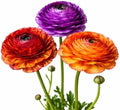 Ranunculus Picotee Mix 10 Flower Bulbs - Spring Blooms, Tecolote Buttercups by EasytoGrow