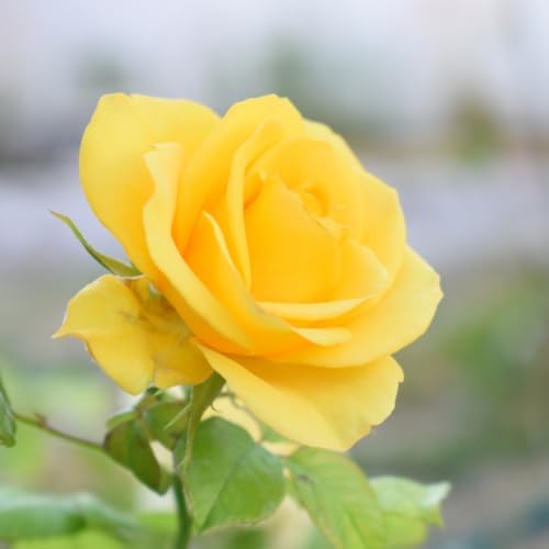 Climbing Rose Bush Live Plant, Ornamental Rose Plant, 5-10 Inch Tall - Image 3
