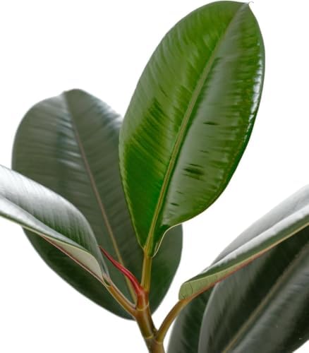 Shop Succulents - Live Indoor Ficus Burgundy Rubber Tree, 6" Nursery Pot - Image 2