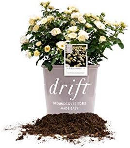 Perfect Plants Popcorn Drift Rose Bush, 1 Gallon, Live Plant by PerfectPlantsNursery