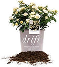 Perfect Plants Popcorn Drift Rose Bush, 1 Gallon, Live Plant by PerfectPlantsNursery