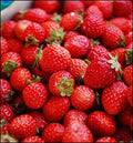 Greenwood Nursery: Live Berry Fruit Plants - Cardinal Strawberry - [Qty: 100 Bare Roots] - (Click for Other Available Plants/Quantities) by GreenwoodNursery
