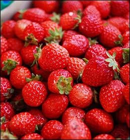 Greenwood Nursery: Live Berry Fruit Plants - Cardinal Strawberry - [Qty: 10 Bare Roots] - (Click for Other Available Plants/Quantities) by GreenwoodNursery