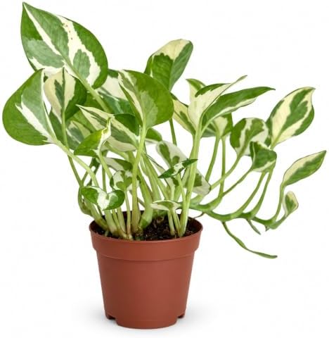 Pothos N'Joy Live Vining Plant - Variegated Indoor Houseplant by NYCitySucculents