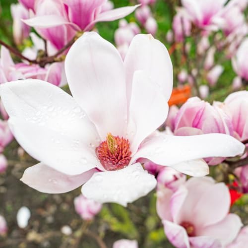 Saucer Magnolia Flower Tree Live Plant, Spring Bloom Tree, 2.5'' Pot - Image 6