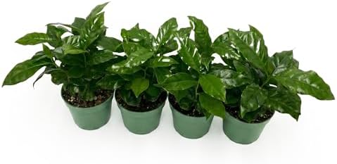 Live Coffee Arabica Plant - 'Coffee Tree' - ragnaroc Tropical Plant 6-12" Tall - 1ct - Live Arrival Guaranteed - House Plants for Home Décor & Gift - Image 6