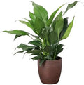 Live Peace Lily Plant, Spathiphyllum, Low Light, Easy to Grow, 4" Pot by ThorsensGreenhouse