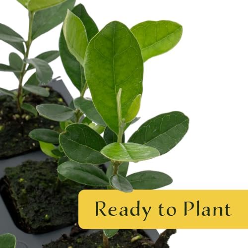 3 Pineapple Guava (Feijoa) Trees | Live Saplings in 2.5-inch Nursery Cubes | Feijoa Sellowiana Variety | Drought-Tolerant Fruit-Bearing Trees and Shrubs | Tropical Ornamental Charm for Home and Garden - Image 4