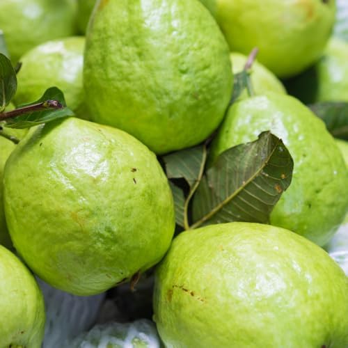 Pink Guava Tree Live Plant, 8-12 Inch Tall Guava Plant - Image 2