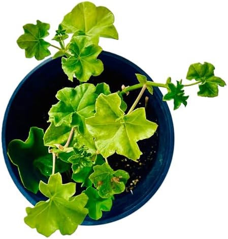Set of 2 Live Ivy Geranium -Pelargonium Peltatum, Climbing Ivy Leaves with Pink Flowers, 2 Fully Rooted Plants 6-12" Long, Options of Single-Layer or Multi-Layer Petals (Multi-Layer Petal Pink) - Image 4