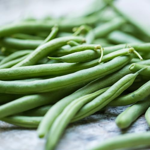 Banyan Botanicals Organic Green Bean Seeds – Provider Heirloom Green Bean Seeds – Early-Producing, Tender, and Crisp – 100 Count – Open Pollinated Non-GMO Easy to Grow - Image 4