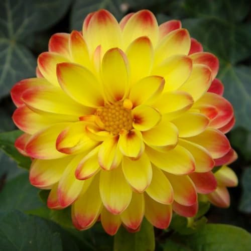 200+ PCS Mix Dahlia Seeds Flowers Compound Petals Multi-Color Beautiful Annual Outdoor Garden Potted Plants Non-GMO Dahlia for Planting Dahlia Pinnata Seeds - Image 7