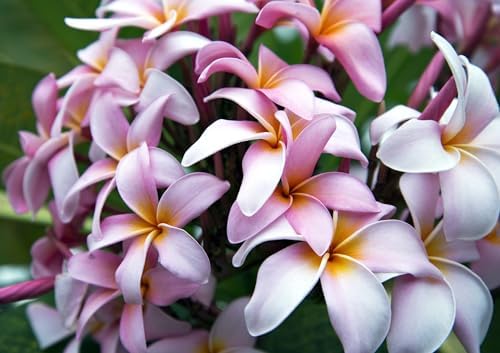 Awesome Aquatic Rainbow Plumeria Seeds, 10 Count, Tropical Frangipani - Image 4