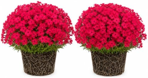 2 Red Creeping Phlox Live Plants, Perennial Flower Plant, 4-7 Inch Tall by GardenNurserySince1996