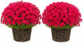 2 Red Creeping Phlox Live Plants, Perennial Flower Plant, 4-7 Inch Tall by GardenNurserySince1996