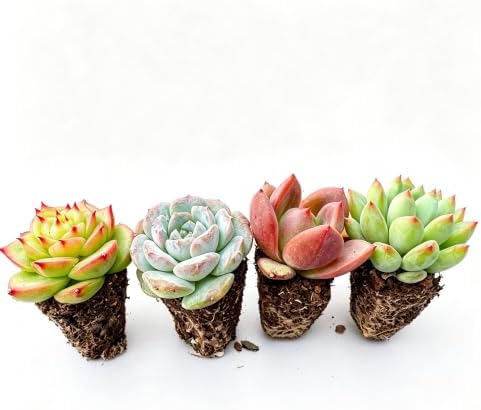 1 Live Succulent with Root Ball, Indoor Houseplant Easy to Care, Pet Safe by VerdantVigor