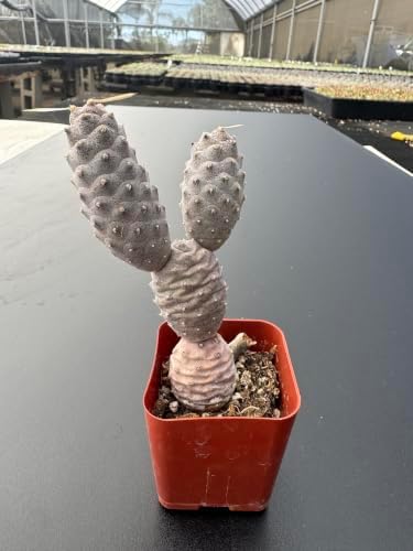 Live Pine Cone Cactus Plant, 2" Tephrocactus articulatus VAR. inermis Cacti - Image 2