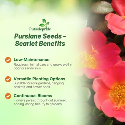 Outsidepride Scarlet Purslane Seeds for Planting - 100 Pcs Annual, Easy to Grow, Vitamin-Rich & Drought Tolerant Succulent Seeds for Culinary, Xeriscaping, Containers & Hanging Baskets - Image 3