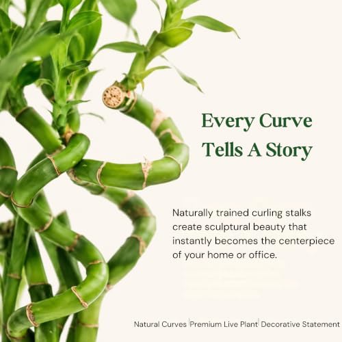 Lucky Bamboo Live Plant, Curly Bamboo Houseplant, Dracaena Sanderiana - Image 3
